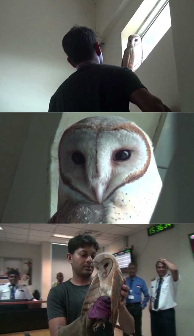 Rare owl found inside Katunayake airport