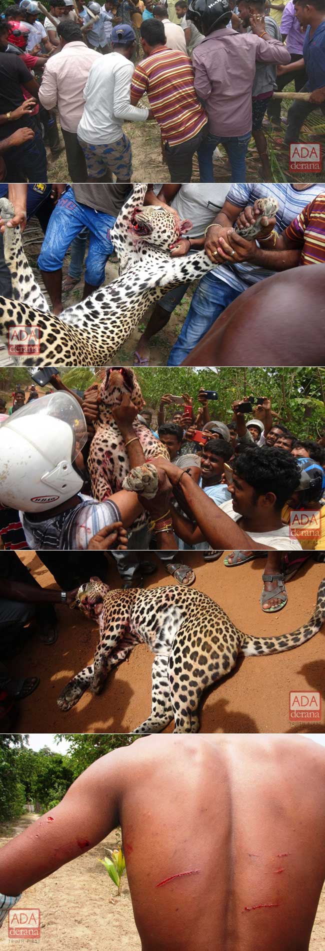 Villagers capture and kill leopard in Kilinochchi