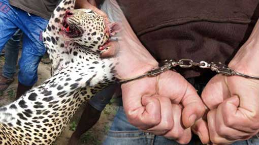 Two suspected arrested over brutal killing of leopard