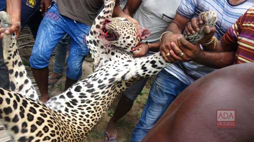 Four suspects arrested over leopard killing remanded till 29th June