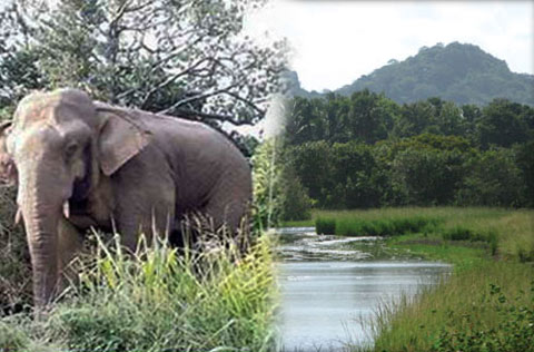 Sinharaja elephants to be transferred to protection center