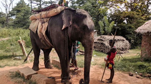 PETA urges tourists to boycott elephant rides in Sri Lanka