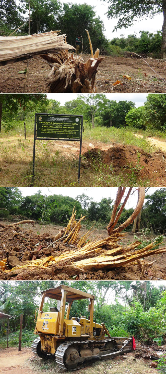 Large-scale deforestation racket uncovered in Kahalla-Pallekele sanctuary