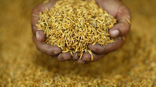 Govt to increase quantity of paddy purchased from farmers