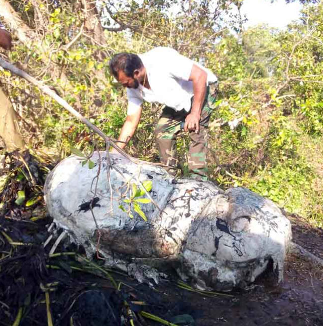 Army recovers 9th elephant carcass from swamp