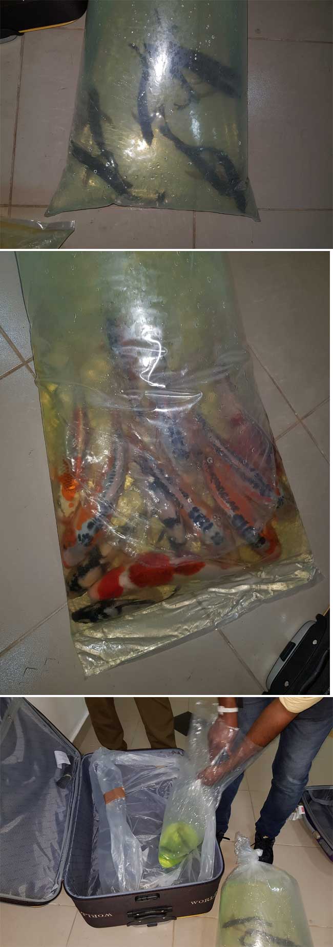 Man arrested for smuggling ornamental fish