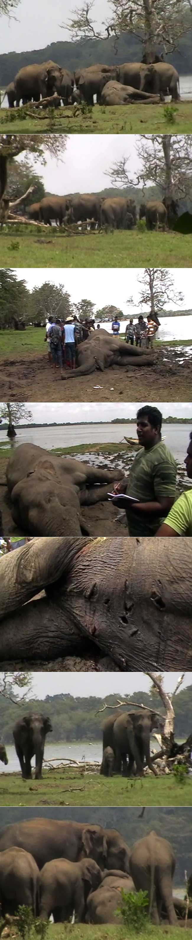 Elephant herds grieve fallen elephant killed by tusker