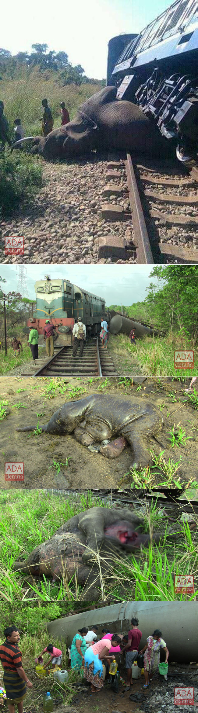 Three elephants killed by train...
