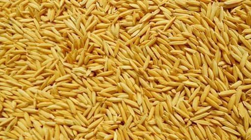 Govt to buy up to 5,000kg of paddy from each farmer