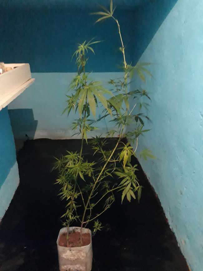 Estate worker fined for growing 2 Cannabis plants