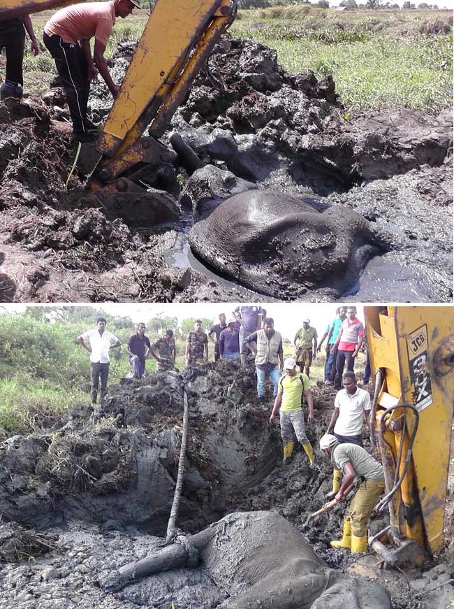 Baby elephant stuck in mud freed after 24-hour operation