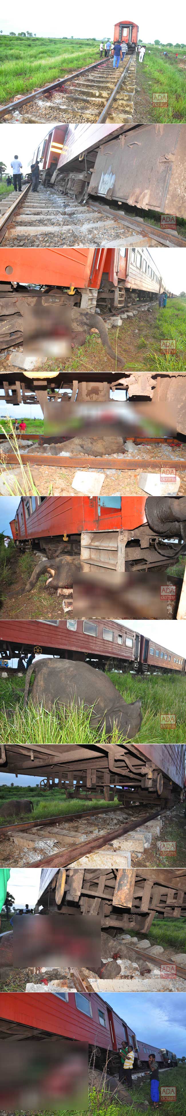 Three more elephants killed in collision with train