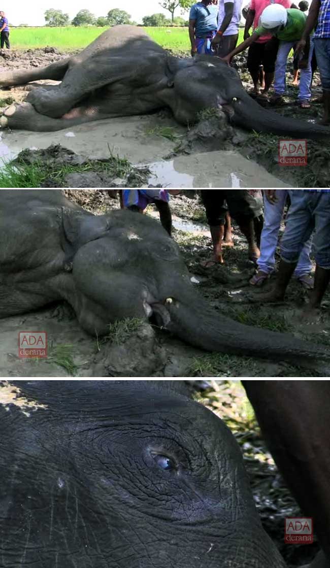 Elephant injured in collision with Meenagaya dies