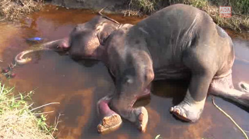 Wild elephant dies after falling into canal