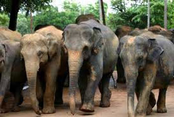 VIDEO: Environmentalists warn against govt. hunt for elephants