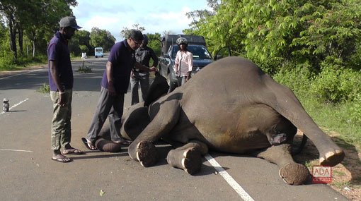 Pregnant elephant dies in road accident near ‘Yaka Wanguwa’