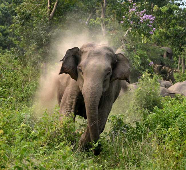 Wild elephant attack kills one in Ethimale