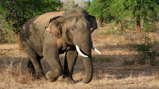 Two girls killed in wild elephant attack