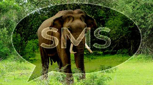 SMS alerts to prevent elephant-train collisions
