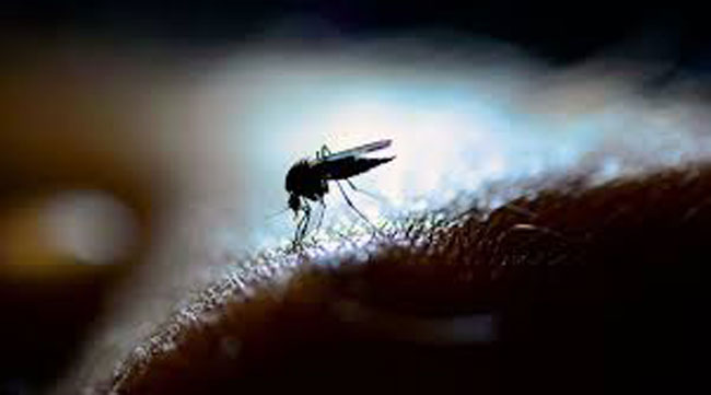Sri Lanka reports decrease in dengue cases this year