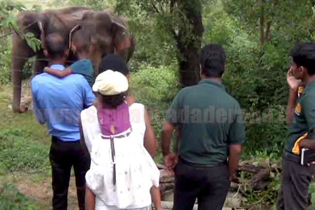 Public requested to avoid feeding wild elephants