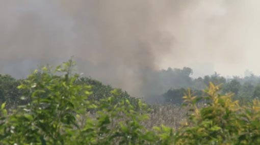 Fire destroys 200 acres in Muthurajawela forest reserve