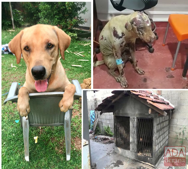 Dog set ablaze in Negombo sparks outrage and fresh calls for Animal Welfare Bill