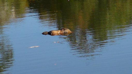 Body found floating in Upper Kotmale reservoir