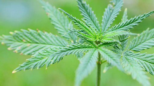 Australian cannabis producer expands into Sri Lanka