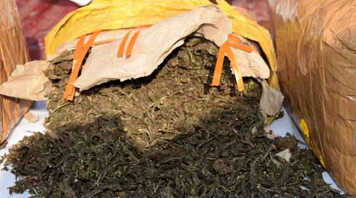 Major Cannabis dealer nabbed in Avissawella