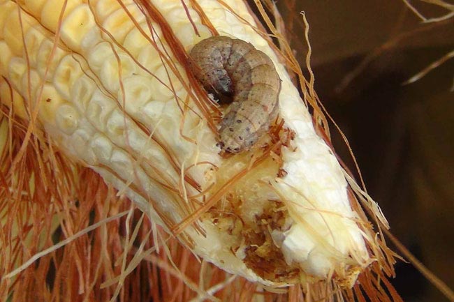 Farmers affected by Fall Armyworm to be compensated