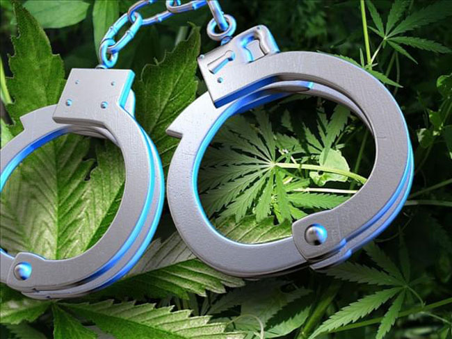 Two arrested with Kerala Cannabis at Mannar