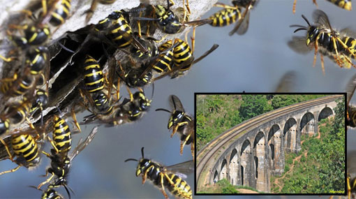 Twenty including foreigners hospitalized in wasp attack