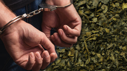 Kerala Cannabis worth over Rs 4.2 mn seized in Pesalai