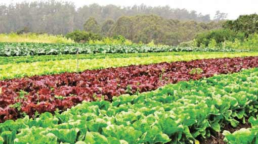 Climate Smart Agriculture to improve resilience and productivity in SL - report
