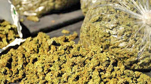 Two arrested with over 91 kg of Kerala Cannabis