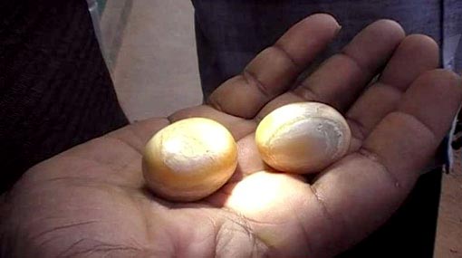 Two arrested with elephant pearls