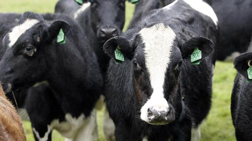 NZ and Aussie dairy heifer exports to Sri Lanka halted - report