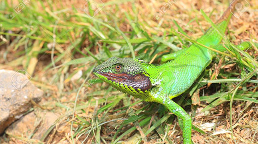 Sri Lanka calls for increased protection for endemic lizards