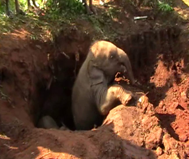 Wildlife officers rescue 2 elephant calves fallen into well