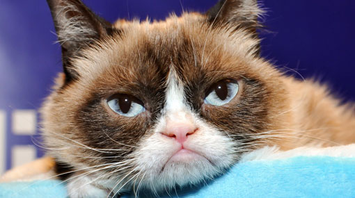 Grumpy Cat, the internet legend dies
