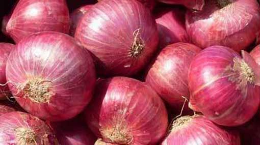 Import levy on big onions hiked