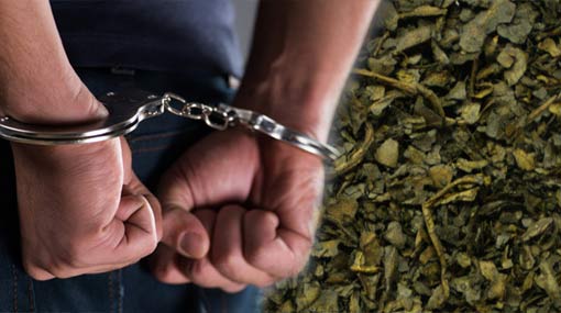 Suspect busted with 60kg Kerala Cannabis in Valvettithurai
