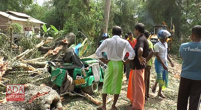 Woman and 2 girls dead after tree falls on three-wheeler