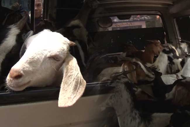 Two arrested while transporting 52 goats in van