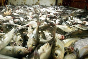 EU to consider lifting fish import ban on Sri Lanka