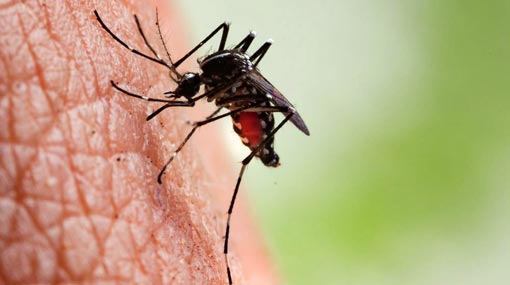 Dengue still on the rise in 7 districts