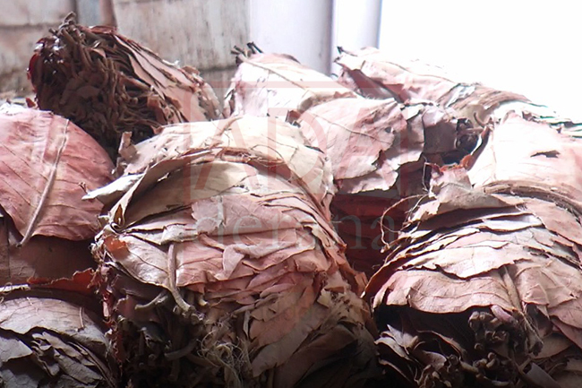 Haul of Beedi leaves worth millions seized from Kalpitiya