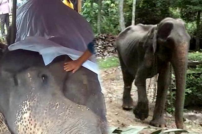78-year-old elephant Tikiri dies