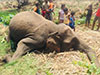 Probe launched into suspicious deaths of 3 elephants